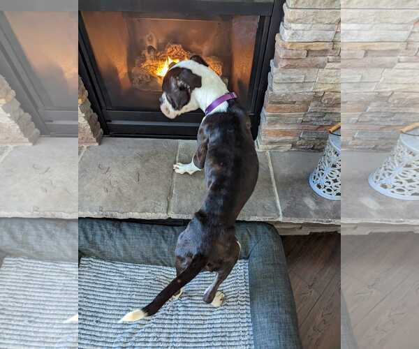 Medium Photo #18 Boxer Puppy For Sale in Burnsville, MN, USA