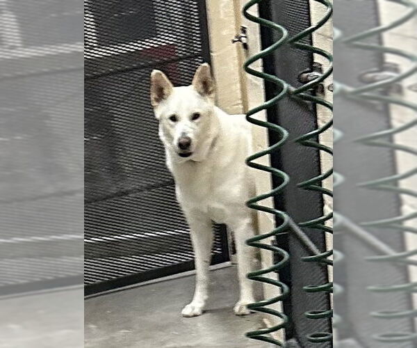 Medium Photo #9 German Shepherd Dog Puppy For Sale in Lewistown, PA, USA