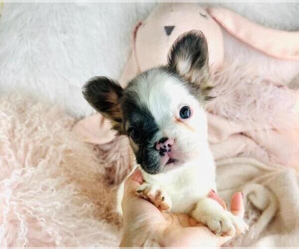 Medium Photo #11 French Bulldog Puppy For Sale in WEST PALM BEACH, FL, USA