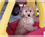 Image preview for Ad Listing. Nickname: Dodger