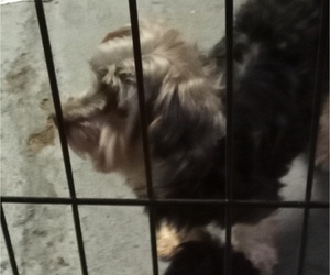 Father of the Yorkshire Terrier puppies born on 11/02/2025