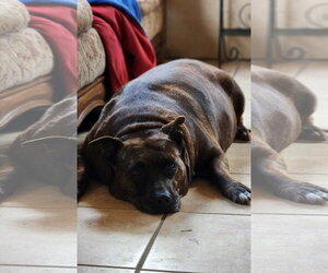 Ember - Female Staffordshire Bull Terrier-Unknown Mix Dog for Adoption - Photo #7