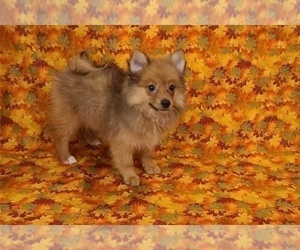 Pomeranian Puppy for sale in CLARKSVILLE, TN, USA