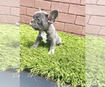 Small Photo #96 French Bulldog Puppy For Sale in CHICAGO, IL, USA