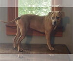 Small #3 Labrador Retriever-Rhodesian Ridgeback Mix