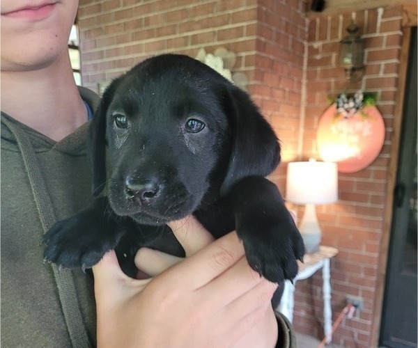 Medium Photo #26 Labrador Retriever Puppy For Sale in BONAIRE, GA, USA