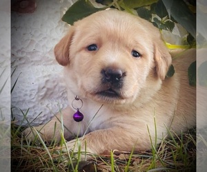 Labrador Retriever Puppy for Sale in AUGUSTA, Wisconsin USA