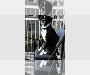 Boxer Dogs for adoption in Austin, TX, USA