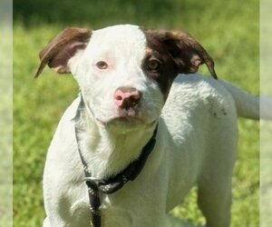 American Bulldog-Unknown Mix Dogs for adoption in Yardley, PA, USA
