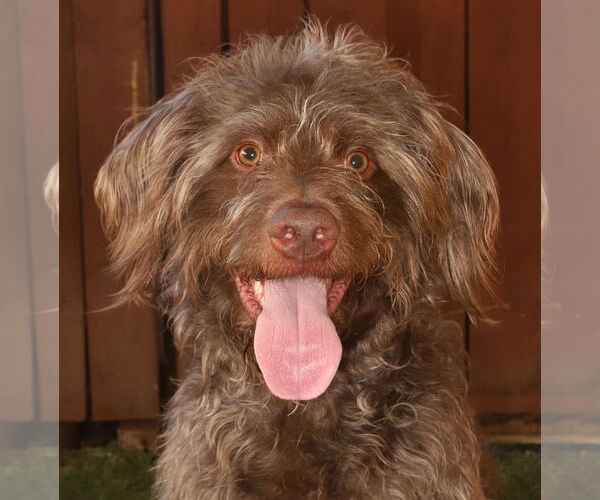 Medium Photo #1 Goldendoodle Puppy For Sale in Oakland Park, FL, USA