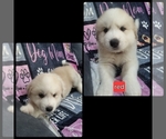 Puppy 3 Pyrenees Husky