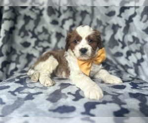 Cavapoo Puppy for sale in LAKELAND, FL, USA