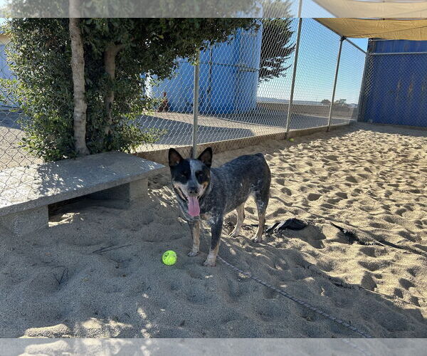 Medium Photo #3 Mutt Puppy For Sale in Paso Robles, CA, USA