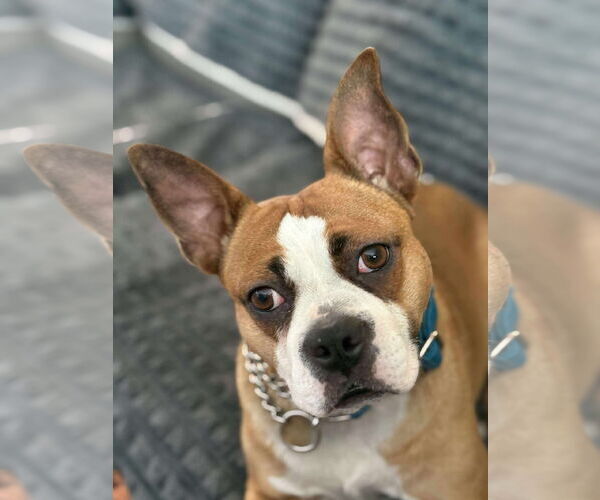 Medium Photo #3 English Boston Bulldog Puppy For Sale in Oro Medonte, Ontario, Canada