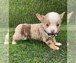 Small #14 Chihuahua