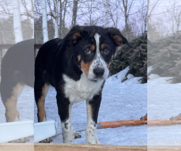 Medium Photo #3 Mutt Puppy For Sale in Garden City, NY, USA