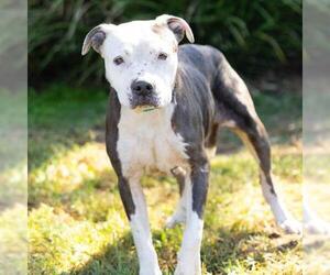 Mutt Dogs for adoption in Camarillo, CA, USA