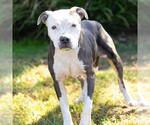 TARA - Female Mutt Dog for Adoption - Small photo