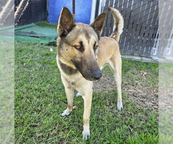 Medium Photo #1 German Shepherd Dog Puppy For Sale in Long Beach, CA, USA