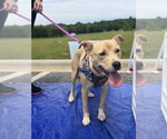 Small #7 American Staffordshire Terrier Mix