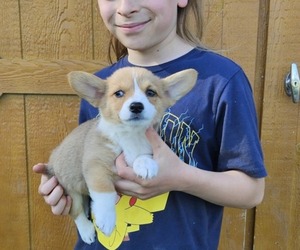 Pembroke Welsh Corgi Puppy for sale in MILTON, WI, USA