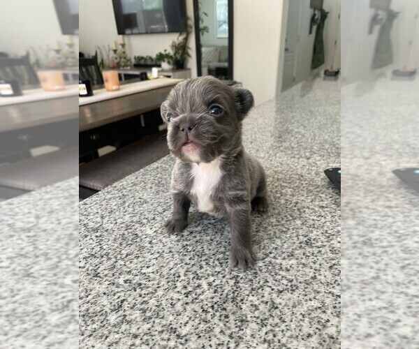 Medium Photo #27 French Bulldog Puppy For Sale in FOLSOM, CA, USA