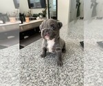 Small #26 French Bulldog