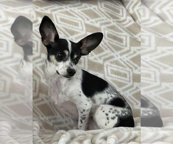 Medium Photo #14 Chiweenie Puppy For Sale in Mundelein, IL, USA