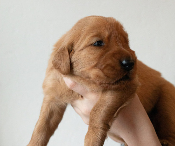Medium Photo #8 Golden Retriever Puppy For Sale in CHINO VALLEY, AZ, USA