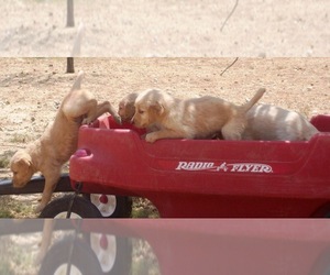 Golden Retriever Puppy for Sale in SANTA CLARITA, California USA