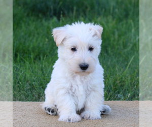 Scottish Terrier Puppy for sale in LITITZ, PA, USA