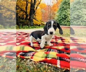 Dachshund Puppy for sale in SAINT LOUIS, MO, USA
