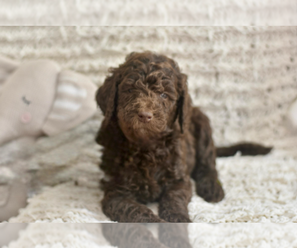 Medium Photo #1 Labradoodle mix (+ Poodle Standard) Puppy For Sale in CHULA VISTA, CA, USA