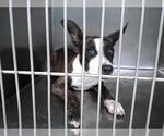 Small American Pit Bull Terrier Mix
