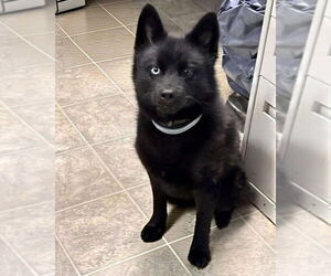 Huskies -Pomeranian Mix Dogs for adoption in Rustburg, VA, USA