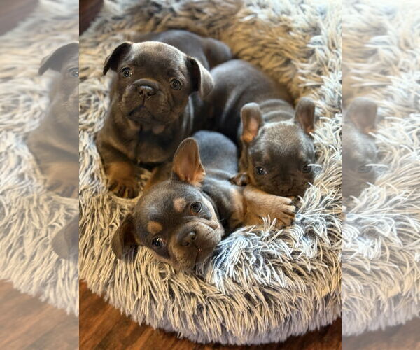 Medium Photo #5 French Bulldog Puppy For Sale in Fair Oaks, CA, USA