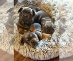 Small #4 French Bulldog