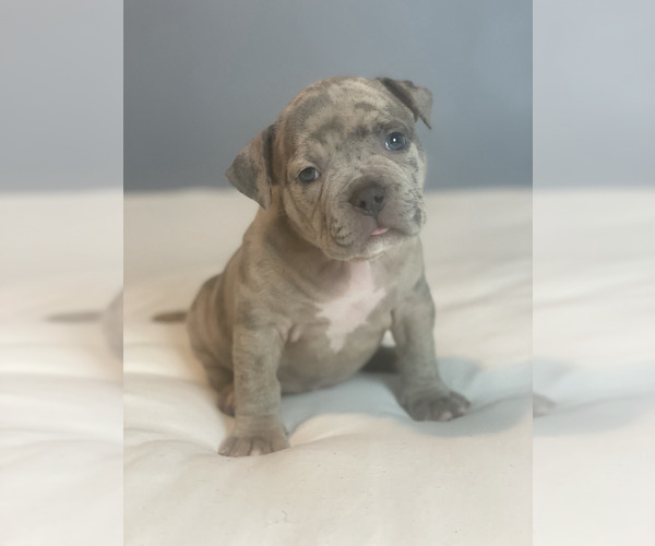 Medium Photo #1 American Bully Puppy For Sale in LANCASTER, PA, USA