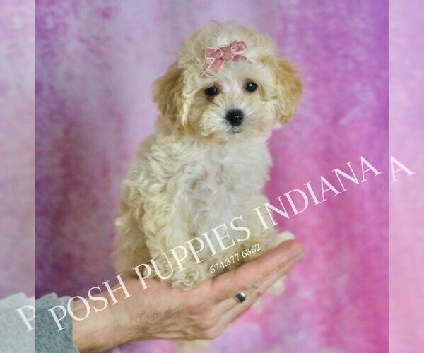 Medium Photo #3 Maltipoo (Toy) Puppy For Sale in WARSAW, IN, USA