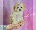 Small #2 Maltipoo (Toy)