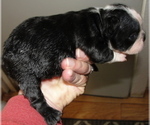 Small Photo #5 Boston Terrier Puppy For Sale in CRKD RVR RNCH, OR, USA