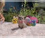 Small #7 French Bulldog