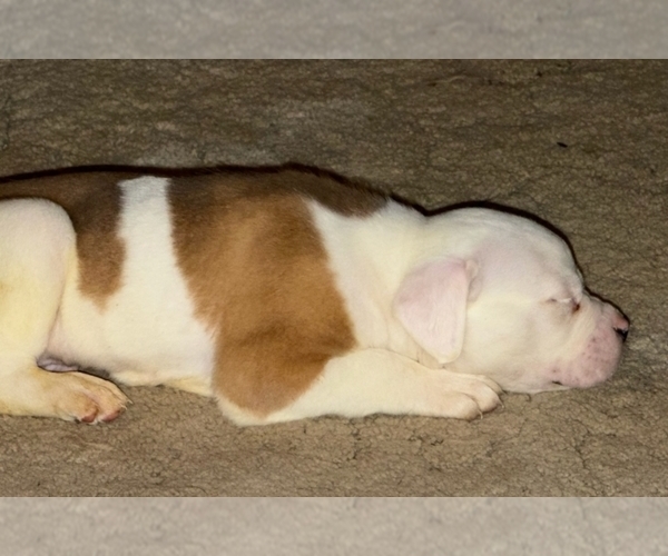 Medium Photo #15 American Bulldog Puppy For Sale in INDEPENDENCE, MO, USA