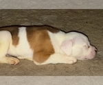 Small #14 American Bulldog