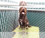 SPIKE - Male Border Terrier Dog for Adoption - Small photo