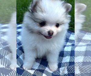 Pomeranian Puppy for sale in LISLE, IL, USA