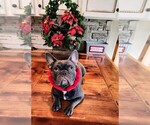 Small Photo #14 French Bulldog Puppy For Sale in MANSFIELD, TX, USA