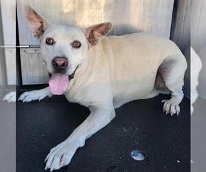 American Staffordshire Terrier-Unknown Mix Dogs for adoption in San Antonio, TX, USA