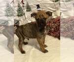Small #3 Boxer Mix