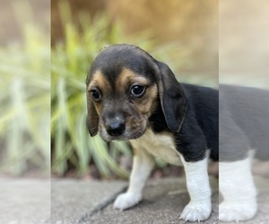 Beagle Puppy for sale in FORDLAND, MO, USA